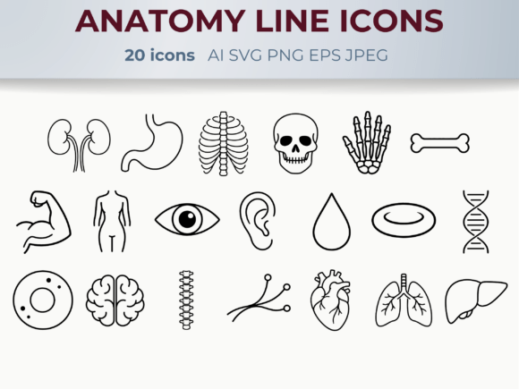 Anatomy Line Icons Medical Biology SVG