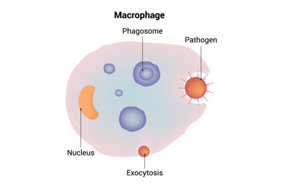 Macrophage Cell Phagocytosis Process